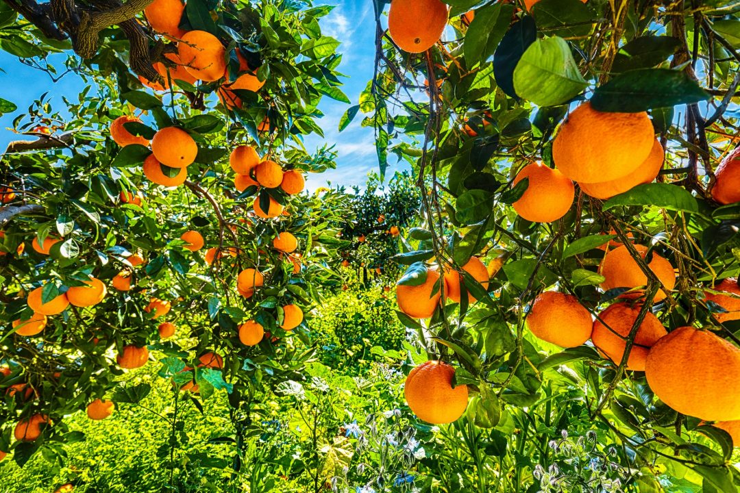 oranges