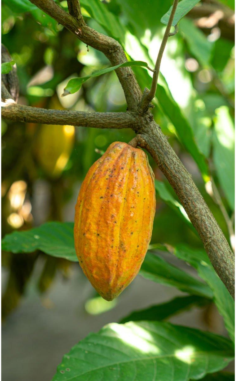 Cacao