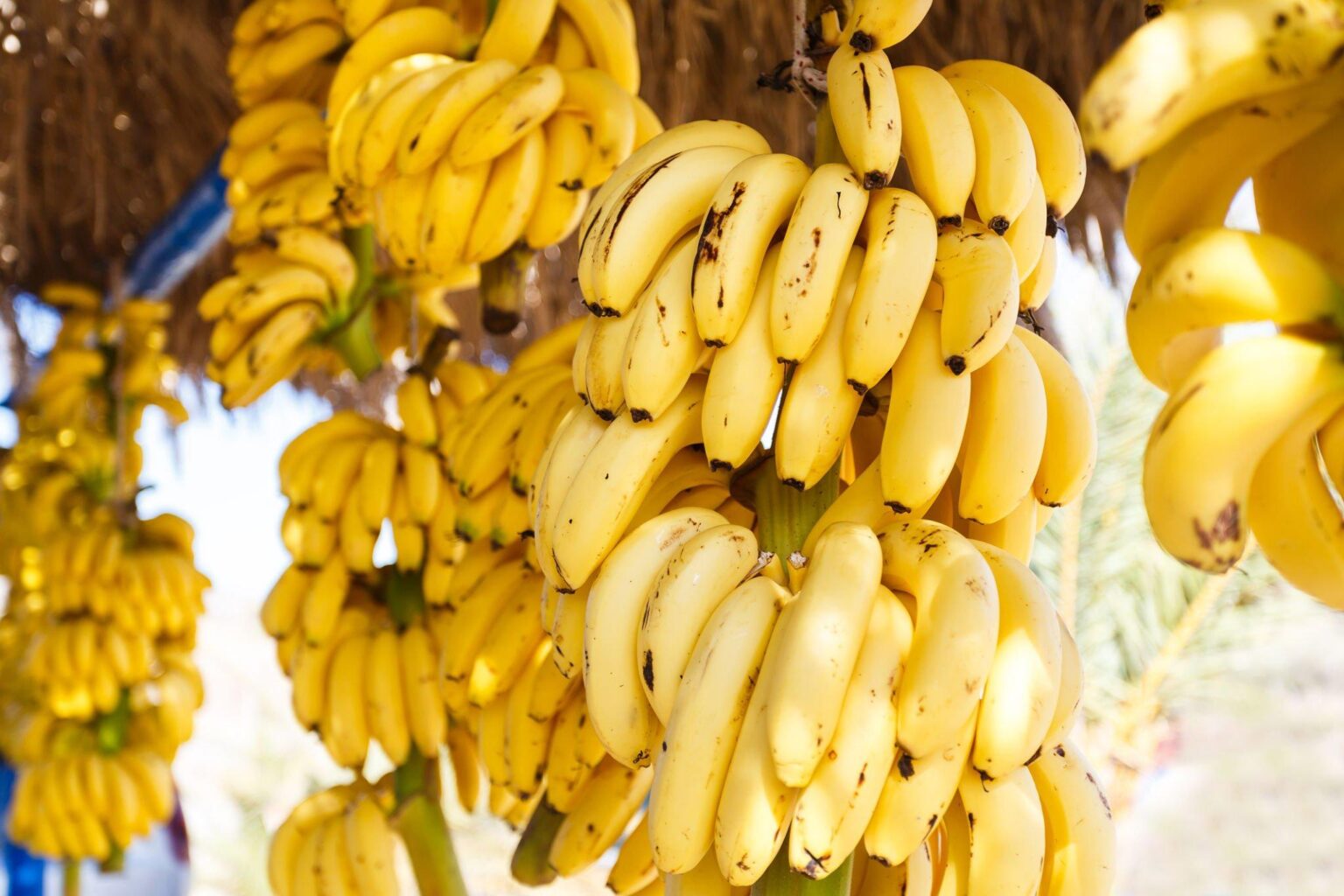 banano